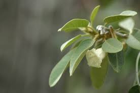 Image result for Bonamia velutina