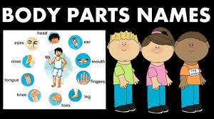 22 True To Life Hindi Body Parts Chart