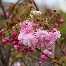 They are also known as japanese cherry and sakura. Prunus Pink Perfection Flowering Cherry Tree Mail Order Trees