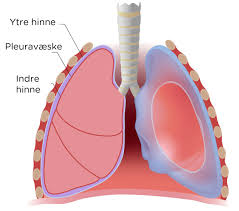 Luftveiene som består av nesen. Vaeske I Lungesekken Lommelegen