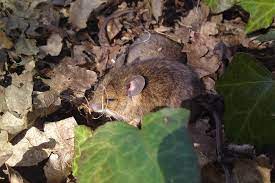 Wood Or Long Tailed Field Mouse People S Trust For Endangered Species