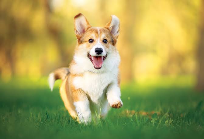 Life Is Better With a Dog: Why Raj Shamani and Science Actually Agree