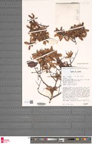 Image result for Marquesia