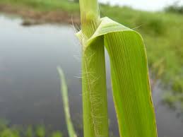 Image result for Echinochloa pyramidalis