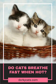 Posted by jeff boulter on 3 february 2005, 9:42 pm. Do Cats Breathe Fast When Hot In 2020 Cats Cat Mysteries Cat In Heat