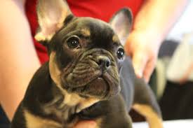 Ooh La La French Bulldogs