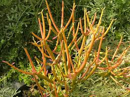 Image result for Euphorbia tirucalli