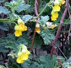 Image result for Hermannia quartiniana