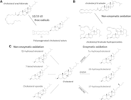 Lipid Peroxidation in Atherosclerotic Cardiovascular Diseases - Antioxidants & Redox Signaling Research
