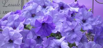 Search for petunia in the images section of your web browser and you'll be treated to a cornucopia of color. The Best Petunias To Grow From Seed