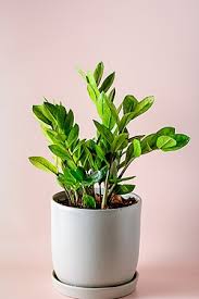 Image result for Zamiokulkas Zamioculcas
