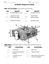 Some of the worksheets for this concept are cell membrane coloring work, name date period, animal cell coloring, animal cell, cell ebrate science without work, cells building blocks of living things. Cell Membrane Color Worksheets Teaching Resources Tpt