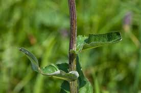 Image result for Suaeda merxmuelleri