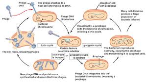 Un bactériophage, ou phage, est un virus qui infecte des bactéries. Invisible Esther The Other Lederberg