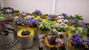 If you are trying to grow an african violet outside, this can ruin the leaves by causing spots to form on them. Growing With Artificial Light African Violet Society Of Wa Inc
