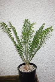 Image result for Encephalartos ngoyanus