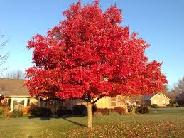 October Glory Red Maple Is Always Most Beautiful In November Red Maple Shade Trees Plants
