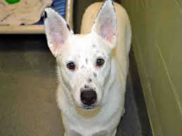 Black And White Australian Cattle Dog Mix Broward Co Fl Jill Id A489885 I Am A Spayed Female White Australian Cattle Dog Mix The Shelter Staff Thin Animals Humane Society Australian Cattle Dog Mix
