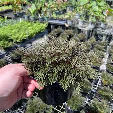 Image result for Selaginella eublepharis