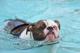 History of the french bulldogs. Wallpaper Face Eyes Water Blue Netherlands Nikon Wet Nose Pets Swimming Pet Aqua Holland Brick Honden 2016 Nikkor Fun Perro Hund Dogs Pool Chien Friend Swim Nederland Nikond7200 Bully Snout Dog