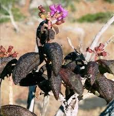 Image result for Dissotis caloneura