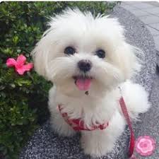 Which breed of dog is black and white and small? 430 Cute Little White Dogs Ideas In 2021 Dogs White Dogs Cute Dogs