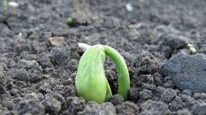 Check spelling or type a new query. The Best Way To Grow Pole Beans In Pots In A Small Greenhouse Krostrade