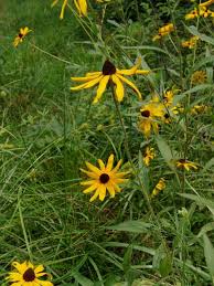 Image result for Pleiotaxis pulcherrima