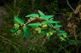 Image result for Euphorbia hyssopifolia