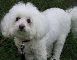 Bichon Frise Sus Kopegi In 2020 Cheapest Dog Breeds Bichon Frise Fluffy Dogs