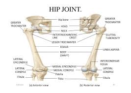 There are 5 different types of bones in the skeleton. Final Apendicular Skeleton Lower Limbs