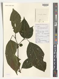 Image result for Thomandersia hensii