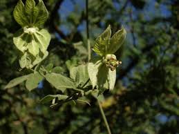 Image result for Dalechampia capensis