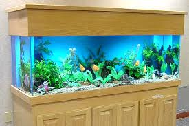 Pasalnya, ikan air tawar ini dapat hidup di lingkungan mana saja, termasuk pula di akuarium. 10 Cara Memilih Aquarium Atau Tempat Ikan Louhan Jenis Tanaman Hidroponik
