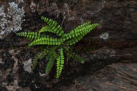 Image result for Aspleniaceae