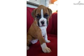 Boxer Puppy For Sale Near Santa Barbara California C7833574 61d1 Puppies For Sale Puppies Boxer Puppies
