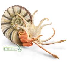 Ammonite is a film that thrives in its mood, a beautifully shot, visceral piece of filmmaking by francis lee, that shows off his ability as a storyteller, so poetic with his camera. Collecta Pleuroceras Ammonite Model