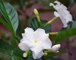 Flowers Of Bangladesh With Different Colors Smells