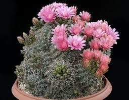 Gimnokalicium Sovety Po Uhodu I Razmnozheniyu Cactus Plants Cactus Flower Plants