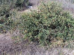 Image result for Zygophyllum pubescens