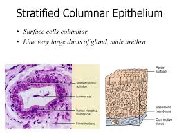 In pseudostratified epithelium, nuclei of neighboring cells appear at different levels rather than clustered in the basal end. Lecture 3 Tissues 1 Epithelial Tissue Cytology Embryology