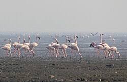 Sewri - Wikipedia