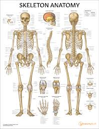 Skeleton Anatomy Chart Poster Laminated
