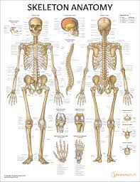 skeleton anatomy chart poster laminated