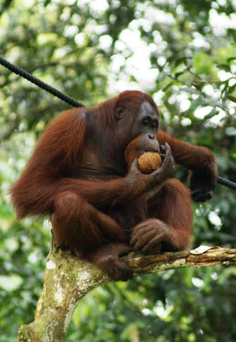 Hasil gambar untuk orangutan