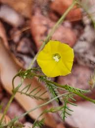 Image result for Xenostegia pinnata