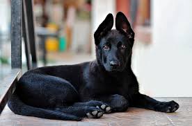 Black German Shepherd Puppy So Cute Black German Shepherd Black Dogs Breeds German Shepherd