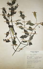 Image result for Hippocratea parviflora