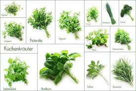Kräuter, die im garten oder auf dem balkon wachsen, gießt man am besten morgens. Der Krautergarten Tipps Fur Krauter Aus Dem Garten