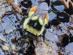 Bumble bee stinger doesn't have barbs. Bumblebees Out Of The Shadows The Adirondack Almanack
